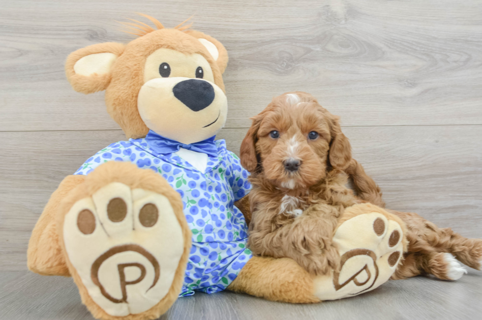 7 week old Mini Goldendoodle Puppy For Sale - Seaside Pups