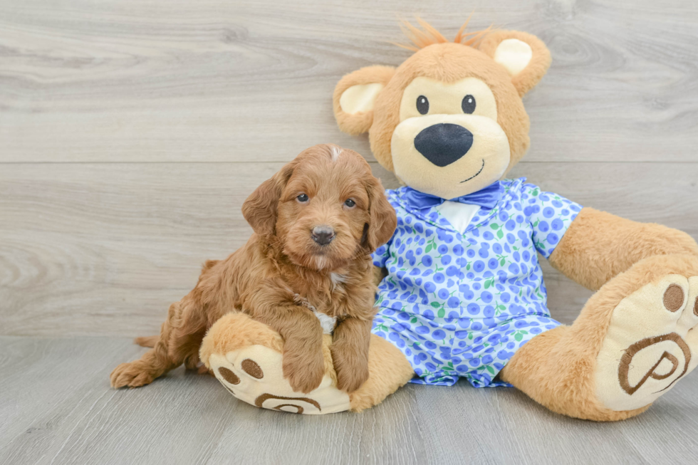Petite Mini Goldendoodle Poodle Mix Pup