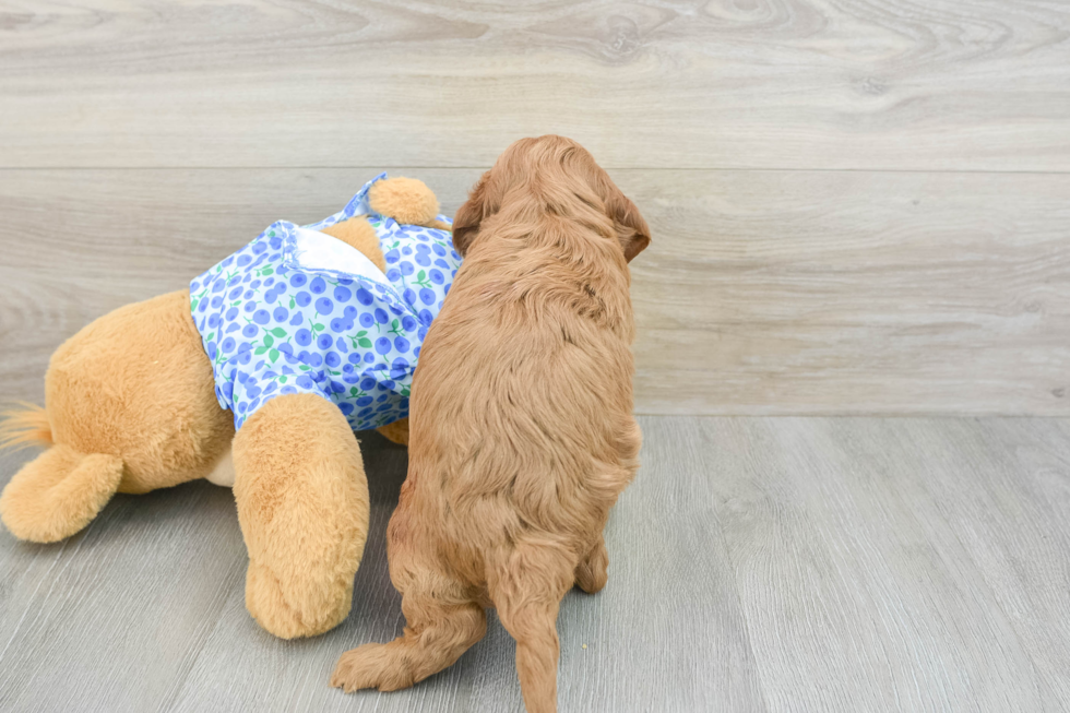 Fluffy Mini Goldendoodle Poodle Mix Pup
