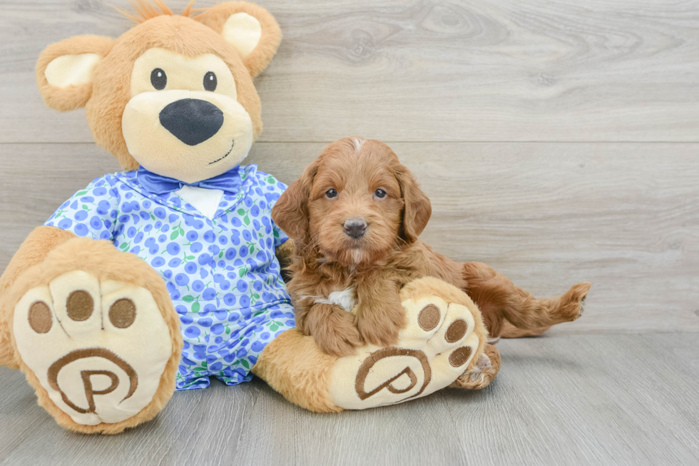 Petite Mini Goldendoodle Poodle Mix Pup