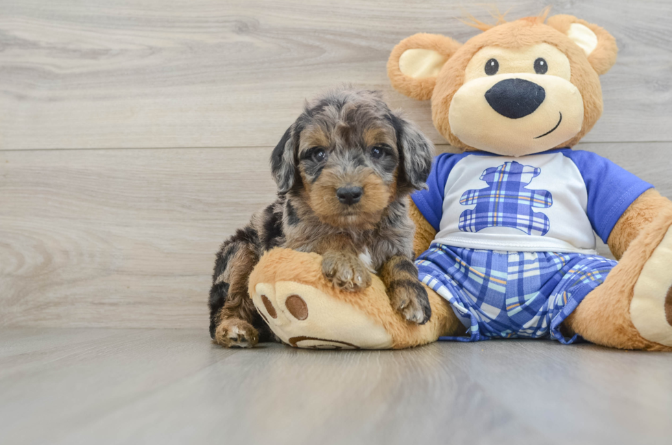 6 week old Mini Goldendoodle Puppy For Sale - Seaside Pups