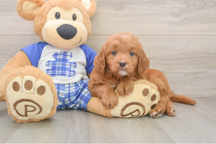 Mini Goldendoodle Puppy for Adoption