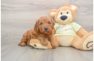 Best Mini Goldendoodle Baby