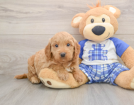 6 week old Mini Goldendoodle Puppy For Sale - Seaside Pups