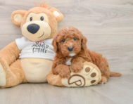 7 week old Mini Goldendoodle Puppy For Sale - Seaside Pups