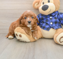 6 week old Mini Goldendoodle Puppy For Sale - Seaside Pups