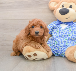 7 week old Mini Goldendoodle Puppy For Sale - Seaside Pups