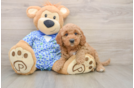 Mini Goldendoodle Puppy for Adoption