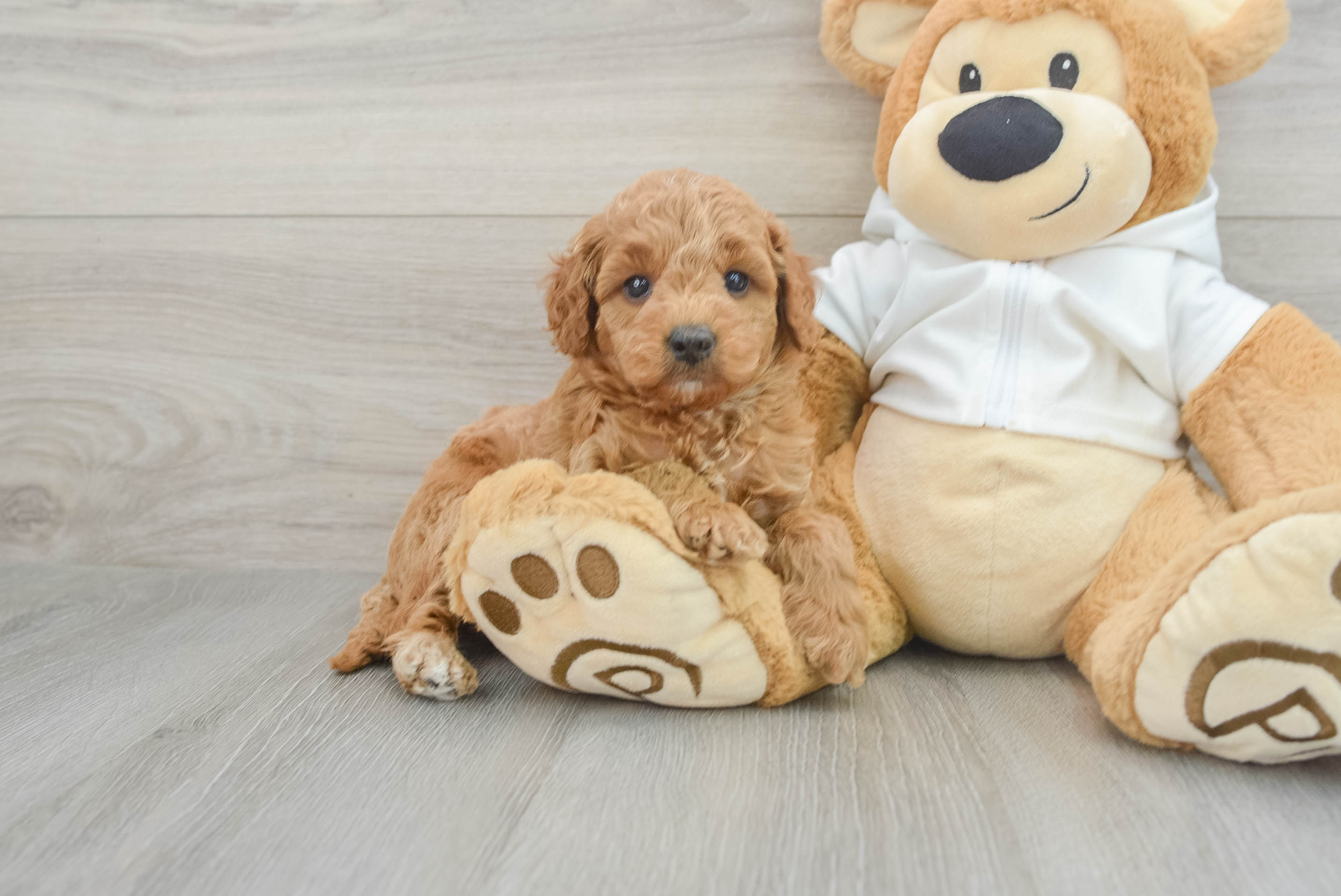 Funny Mini Goldendoodle Poodle Mix Pup
