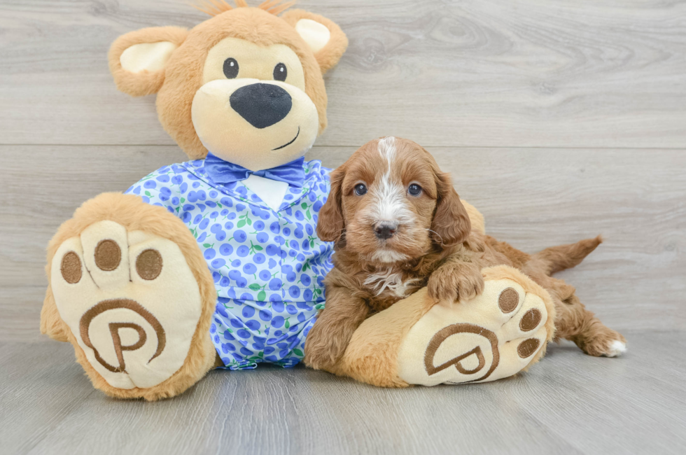 7 week old Mini Goldendoodle Puppy For Sale - Seaside Pups