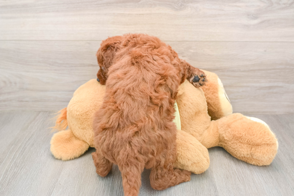 Energetic Golden Doodle Poodle Mix Puppy