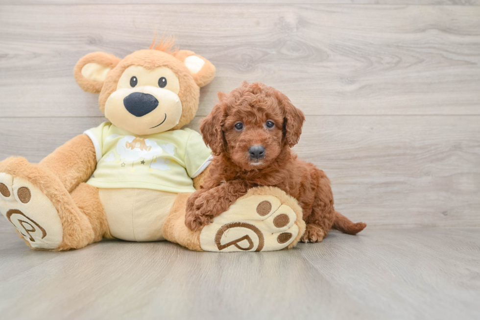 Mini Goldendoodle Puppy for Adoption