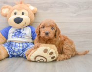 6 week old Mini Goldendoodle Puppy For Sale - Seaside Pups