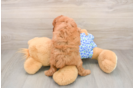 Happy Mini Goldendoodle Baby