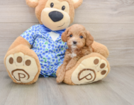 8 week old Mini Goldendoodle Puppy For Sale - Seaside Pups