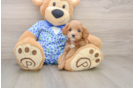 Sweet Mini Goldendoodle Baby