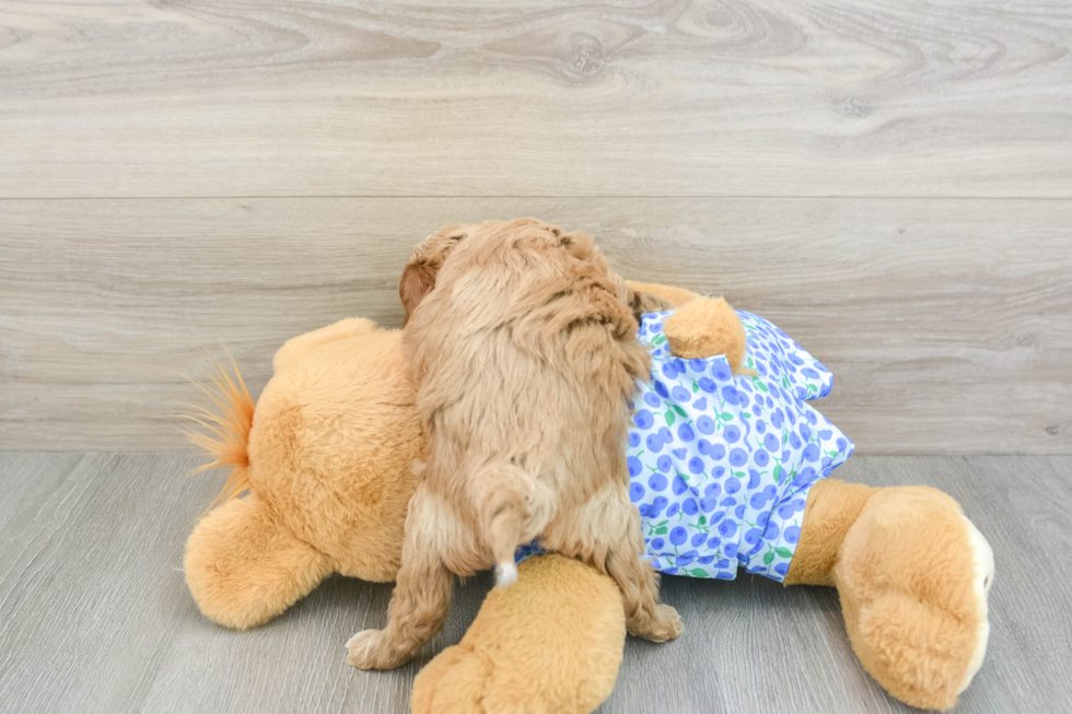 Friendly Mini Goldendoodle Baby