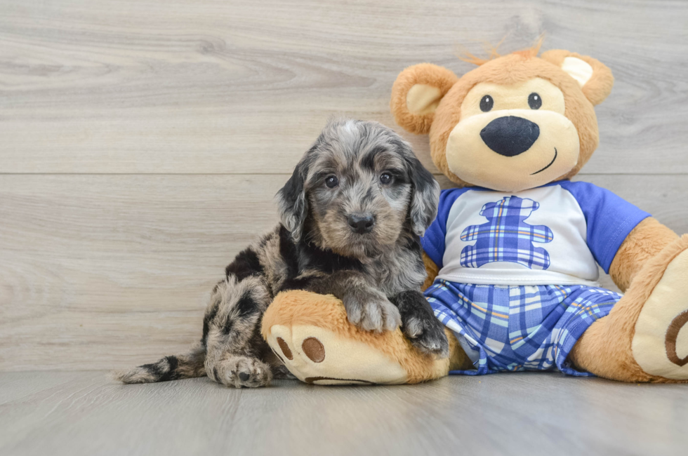 6 week old Mini Goldendoodle Puppy For Sale - Seaside Pups