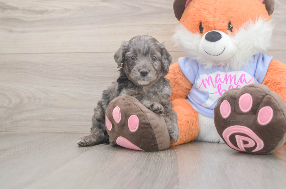 5 week old Mini Goldendoodle Puppy For Sale - Seaside Pups