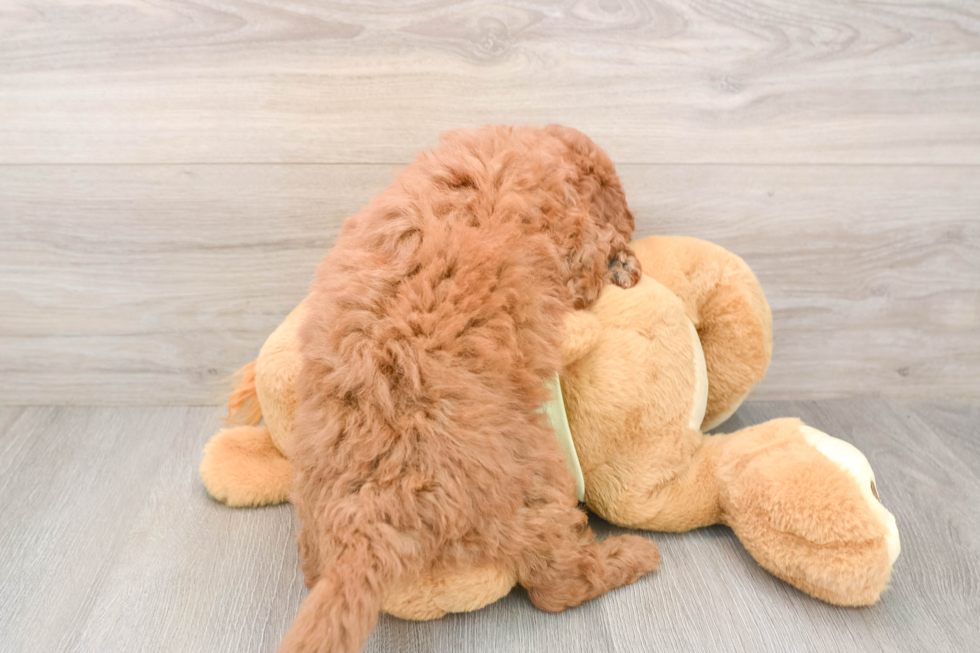 Best Mini Goldendoodle Baby