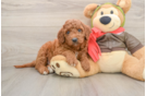 Best Mini Goldendoodle Baby
