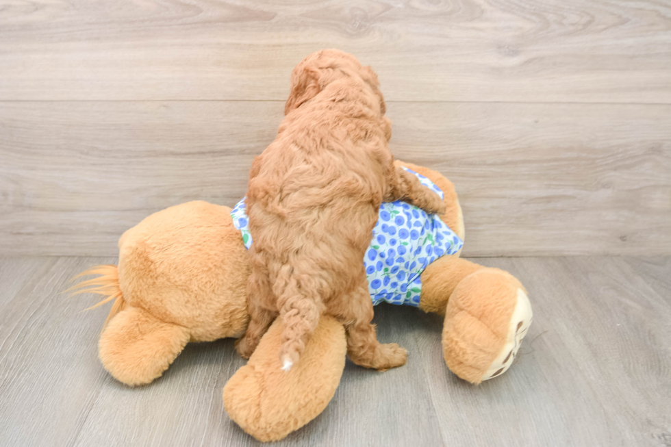 Petite Mini Goldendoodle Poodle Mix Pup