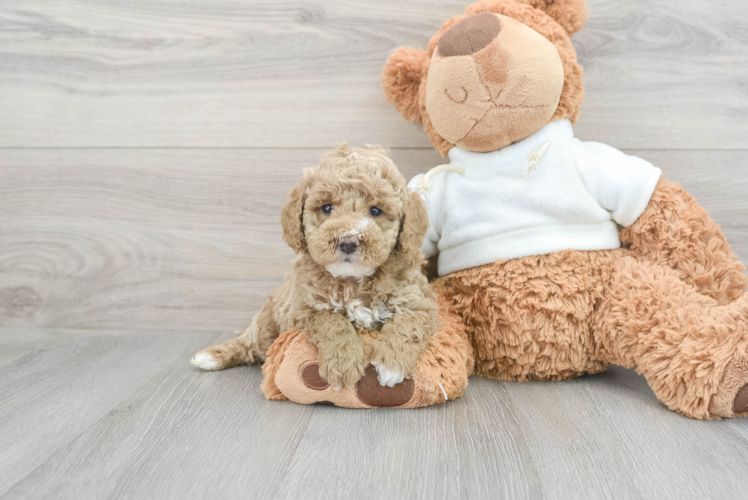 Mini Goldendoodle Puppy for Adoption