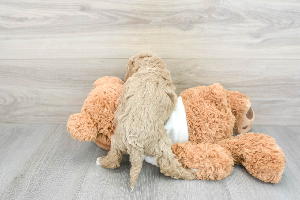 Petite Mini Goldendoodle Poodle Mix Pup