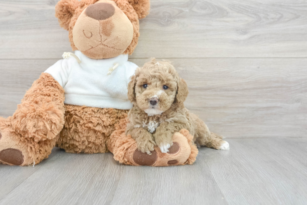 Mini Goldendoodle Puppy for Adoption