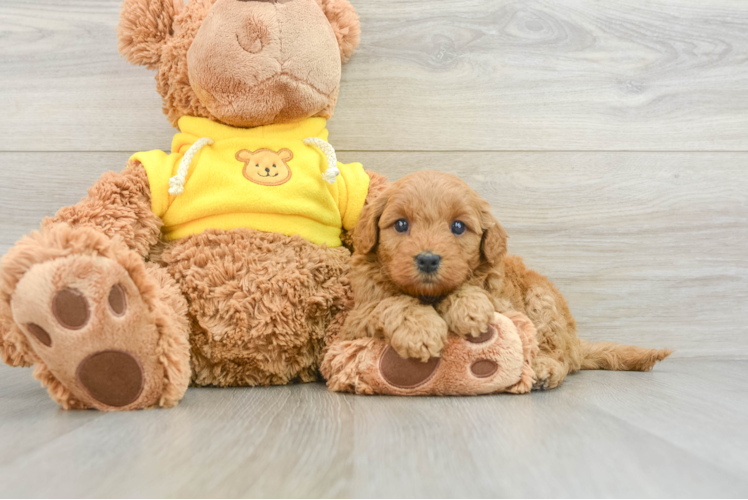 Little Mini Goldenpoo Poodle Mix Puppy