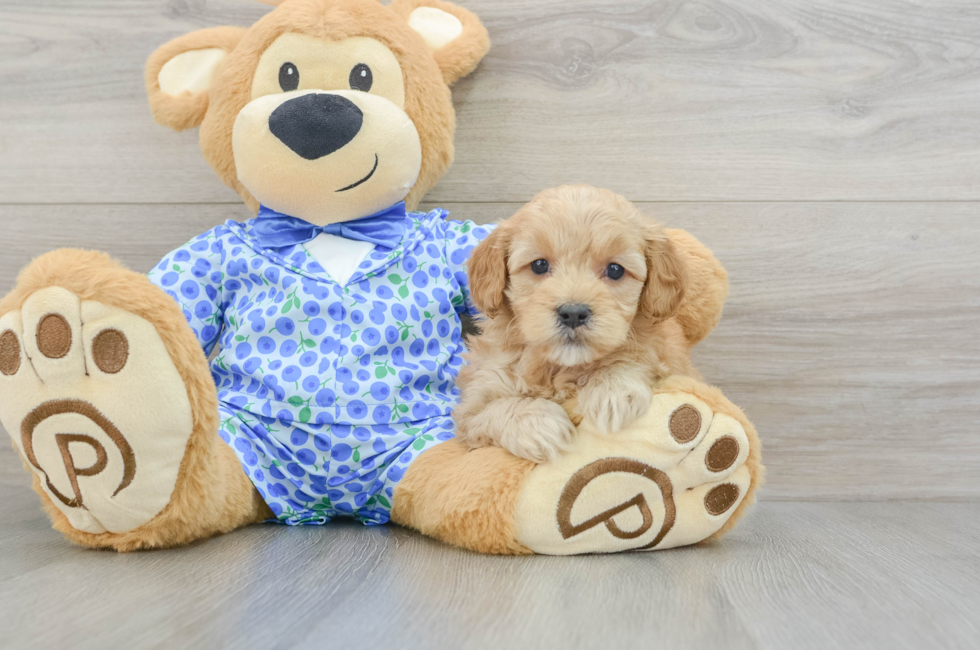 7 week old Mini Goldendoodle Puppy For Sale - Seaside Pups