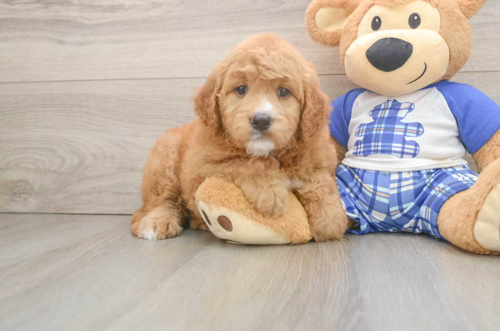 7 week old Mini Goldendoodle Puppy For Sale - Seaside Pups