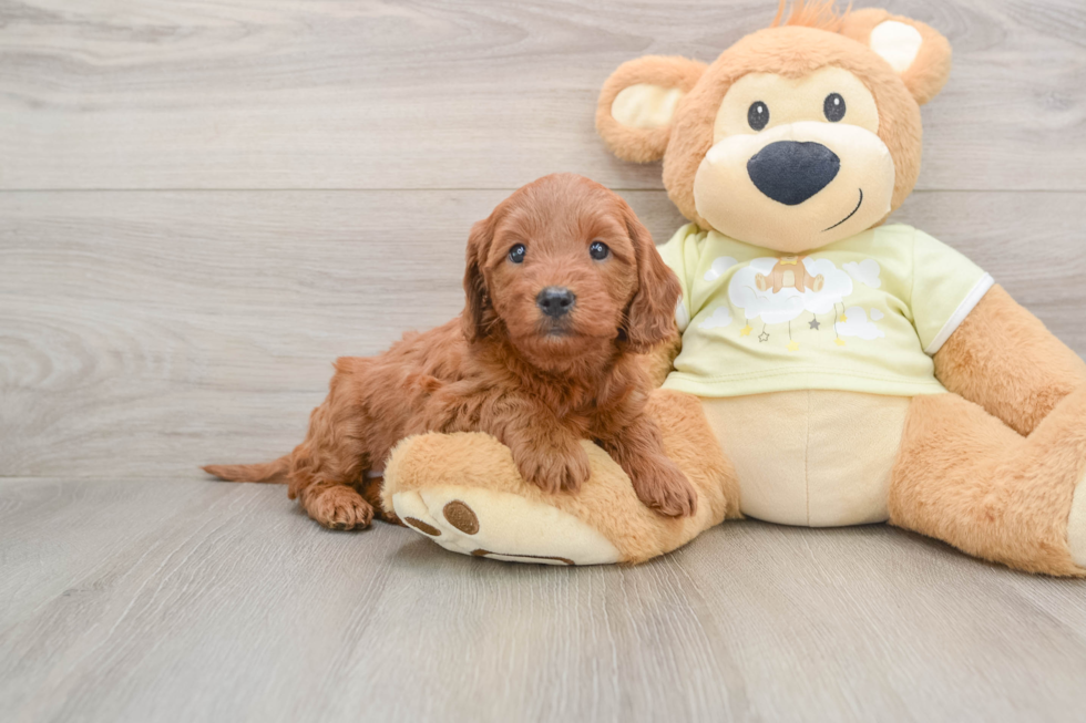 Happy Mini Goldendoodle Baby
