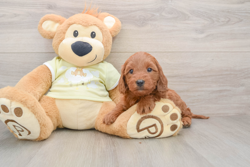 Little Mini Goldenpoo Poodle Mix Puppy