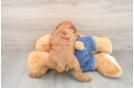 Mini Goldendoodle Puppy for Adoption