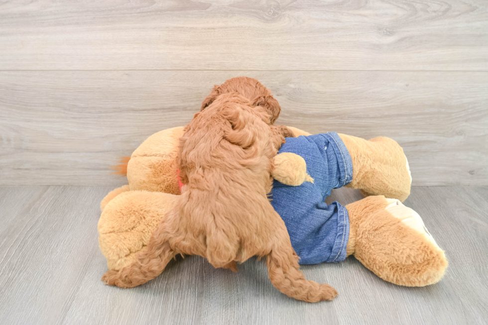 Mini Goldendoodle Puppy for Adoption