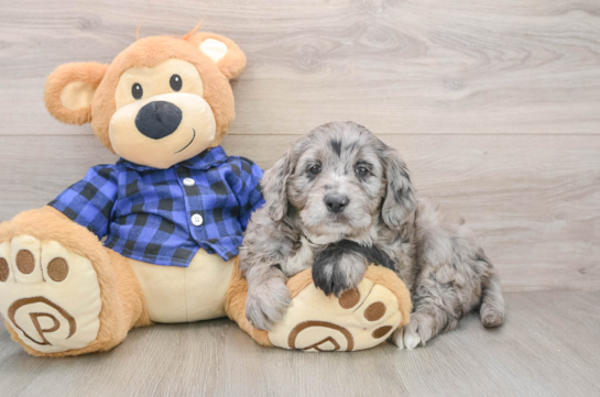 Sweet Mini Goldendoodle Baby