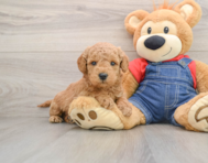 6 week old Mini Goldendoodle Puppy For Sale - Seaside Pups