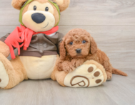 6 week old Mini Goldendoodle Puppy For Sale - Seaside Pups