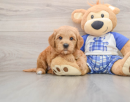 6 week old Mini Goldendoodle Puppy For Sale - Seaside Pups