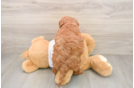 Mini Goldendoodle Puppy for Adoption