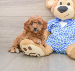 7 week old Mini Goldendoodle Puppy For Sale - Seaside Pups