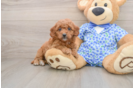 Smart Mini Goldendoodle Poodle Mix Pup