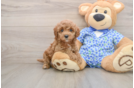 Funny Mini Goldendoodle Poodle Mix Pup