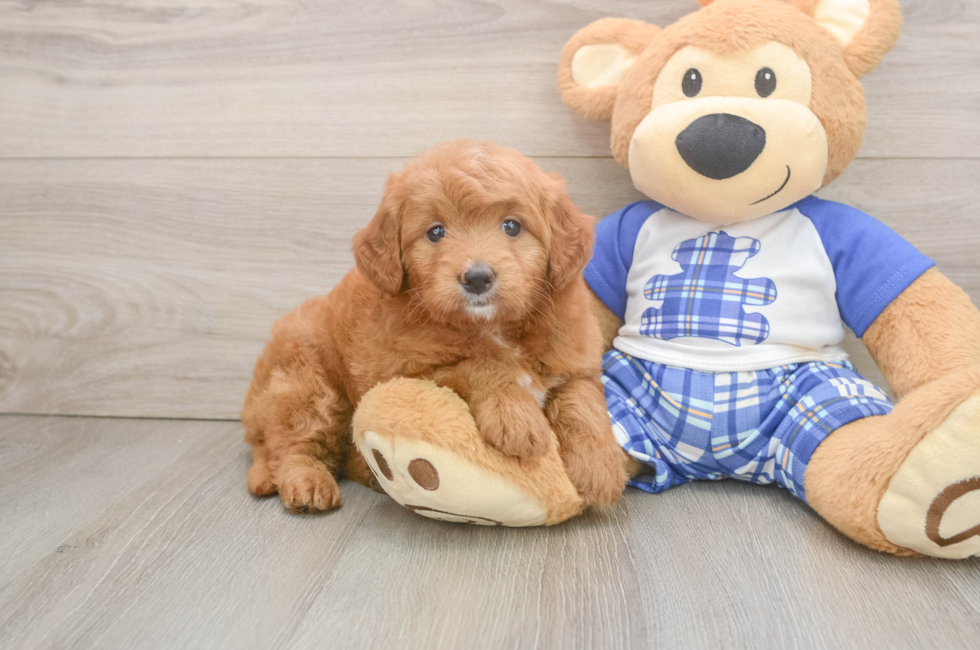 7 week old Mini Goldendoodle Puppy For Sale - Seaside Pups