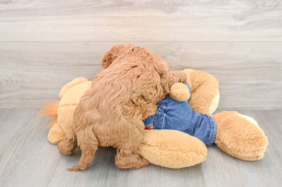 Small Mini Goldendoodle Baby