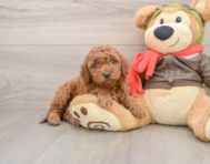 6 week old Mini Goldendoodle Puppy For Sale - Seaside Pups