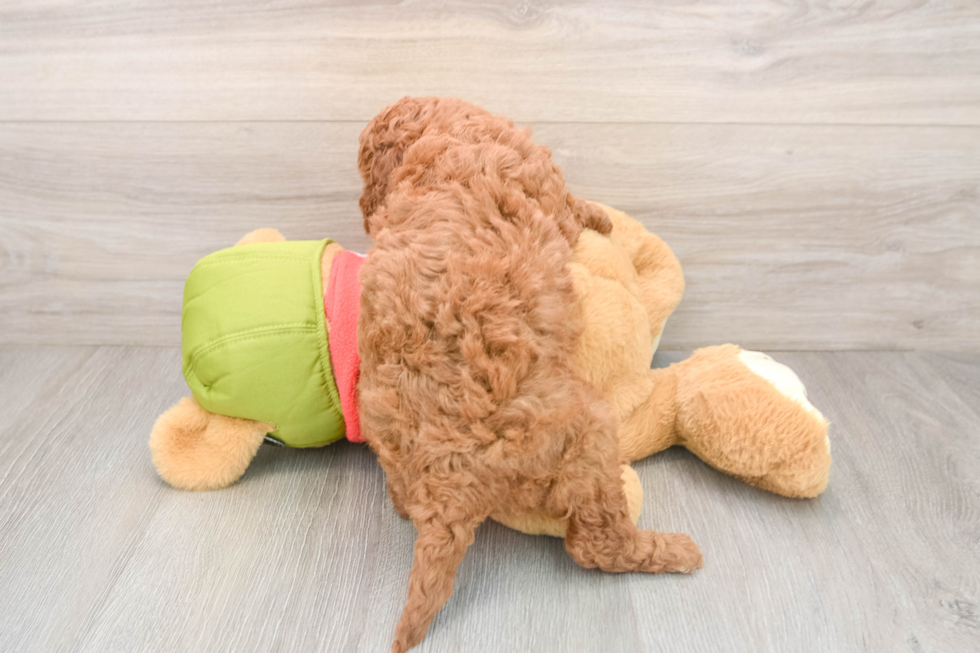 Mini Goldendoodle Pup Being Cute