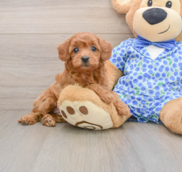 8 week old Mini Goldendoodle Puppy For Sale - Seaside Pups