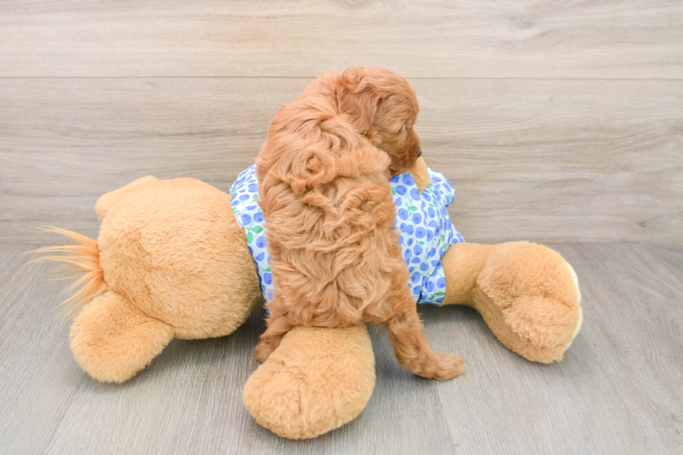 Playful Mini Groodle Poodle Mix Puppy